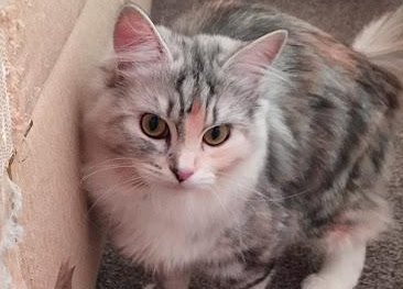 猫咪为什么会忽然醒来摇头呢怎么回事 猫咪为什么会忽然醒来摇头呢怎么回事