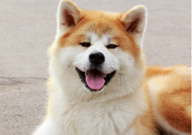 秋田犬为什么出门就咬其他狗？看这篇文章