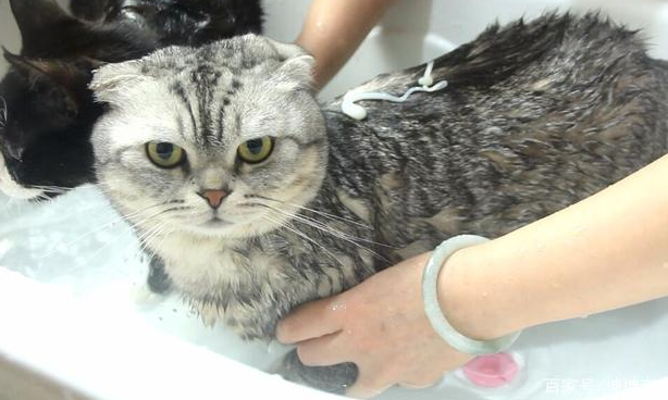 猫咪洗澡的价格