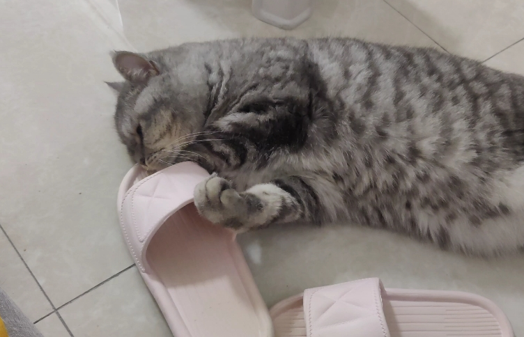 猫咪为什么喜欢舔拖鞋