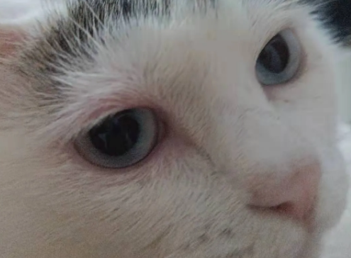 猫咪眼眶红怎么回事