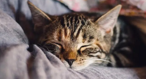 猫咪会做噩梦吗 猫咪会做噩梦吗