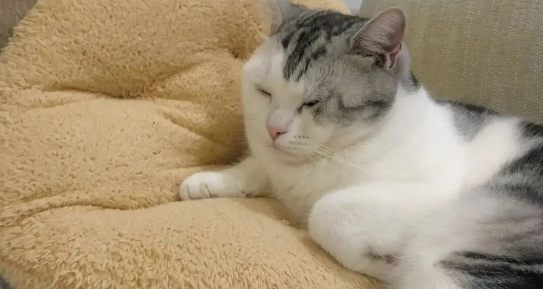 为什么会有可爱的猫咪啊