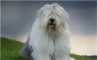 英国古代牧羊犬怎么训练？具体训练方法来啦！
