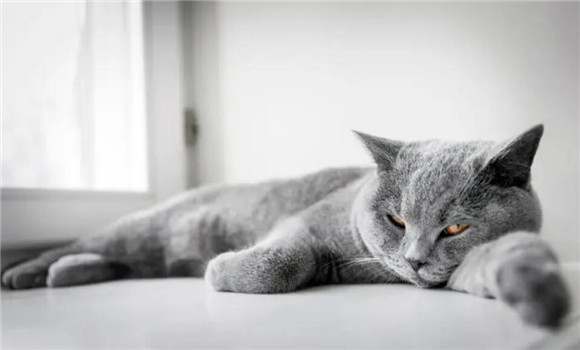 猫咪你为什么这么胖呢 猫咪你为什么这么胖呢