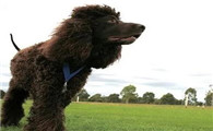 不知道怎么训练爱尔兰水猎犬衔物？看这里