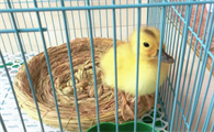 小鸭子和人一起睡可以吗