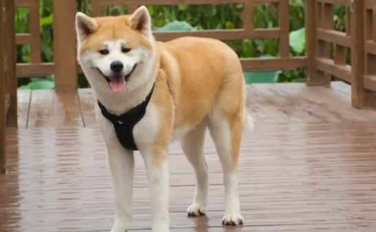 怎么训练秋田犬大小便？这些方法值得学习