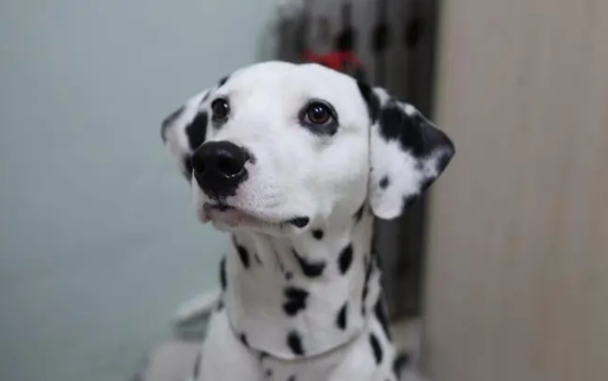 斑点狗一生认几个主人 斑点狗一生认几个主人