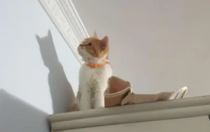 猫咪老是爬高是为什么