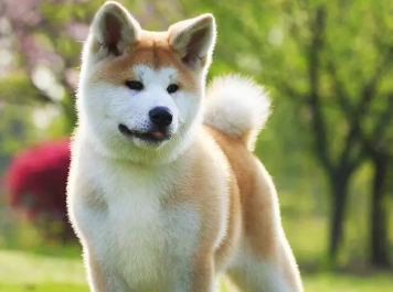 秋田犬绝育的好处,这里有答案 秋田犬绝育的好处,这里有答案