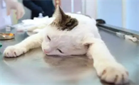 猫干呕不吐 吃拉正常