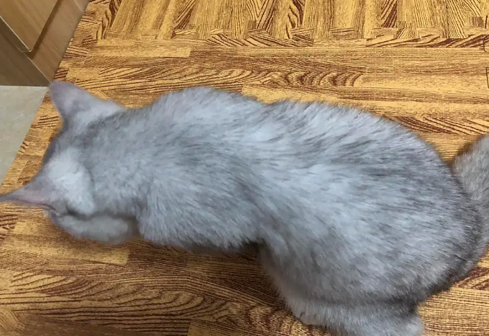 猫咪的骨头为什么会变形呢