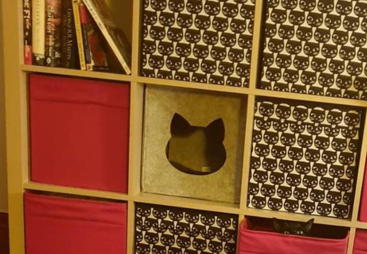 猫咪突然消失,怎么都找不到,三天后主人收到无语信息... 猫咪突然消失,怎么都找不到,三天后主人收到无语信息...