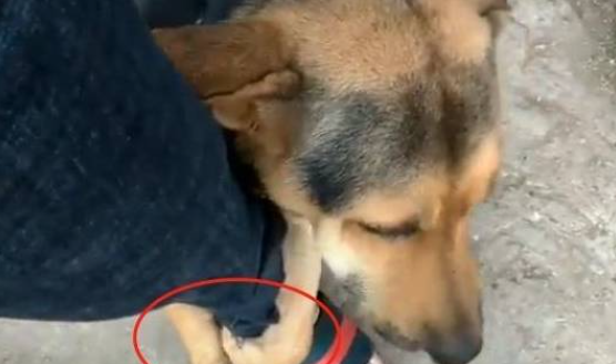 被收养的流浪犬,接下来的举动让人心疼,狗狗:别再丢下我了 被收养的流浪犬,接下来的举动让人心疼,狗狗:别再丢下我了
