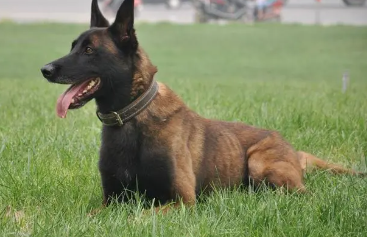 马犬怎么训练捡东西？本文或许可以教你