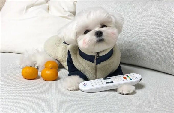 马尔济斯犬拉肚子怎么办?教你几招,快收藏! 马尔济斯犬拉肚子怎么办?教你几招,快收藏!