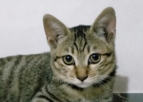 狸花猫分几种花纹 狸花猫分几种花纹