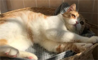 猫咪为什么没有在晒太阳呢
