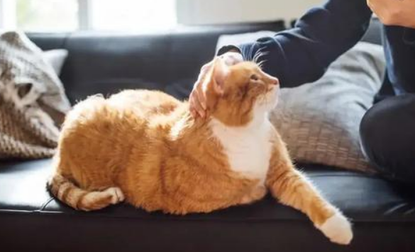 青春期男孩适合养猫吗 青春期男孩适合养猫吗