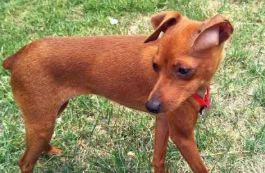 狗狗小科普:小鹿犬能吃桃子吗? 狗狗小科普:小鹿犬能吃桃子吗?