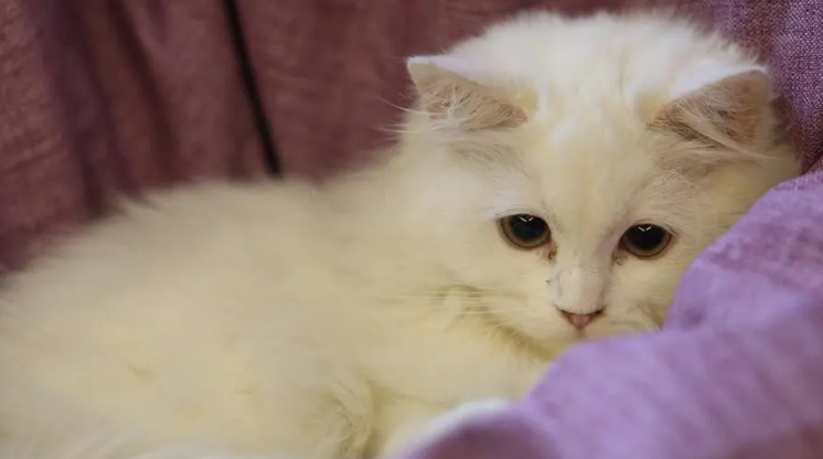 猫咪身体突然软掉是什么原因