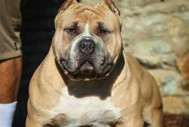 美国恶霸犬性格特点？该不该养？