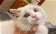 养猫真的太治愈了
