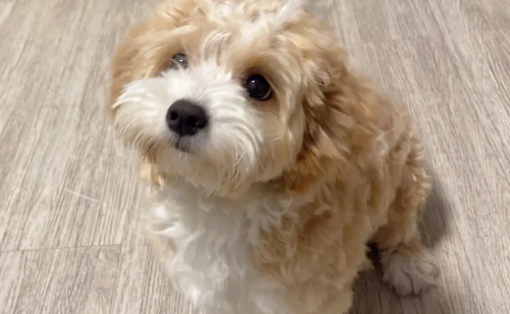 马尔泰犬是什么品种?来看看它的优缺点吧 马尔泰犬是什么品种?来看看它的优缺点吧