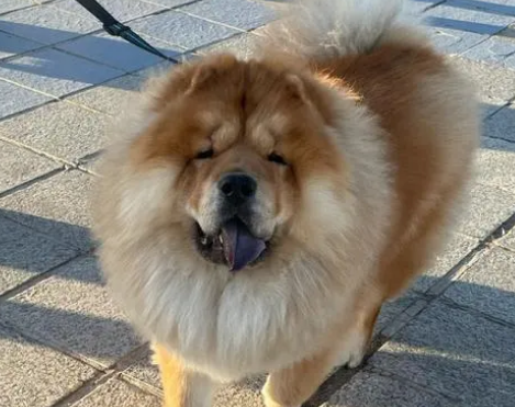 一文告诉你，松狮突然呕吐怎么办？