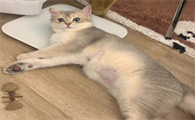 猫传腹一周后突然变好