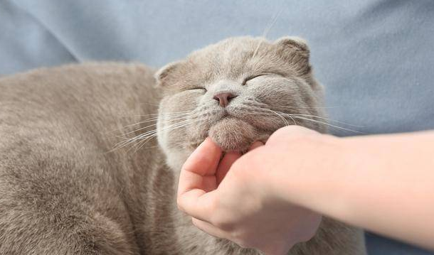 猫咪为什么早上爱黏人 猫咪为什么早上爱黏人
