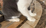 猫咪的脚为什么会弯着