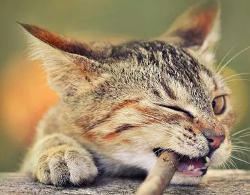 猫猫为什么乱咬东西