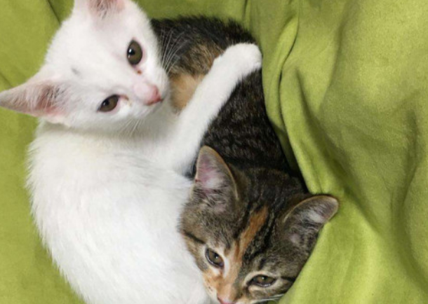 三个月小猫公母分辨图