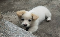 为什么串串狗不值钱