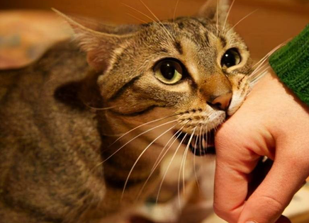 猫咪为什么喜欢咬人