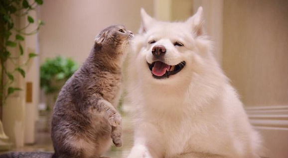 怎样能让猫狗和平相处 怎样能让猫狗和平相处