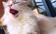 猫咪在家突然嚎叫是为什么呢