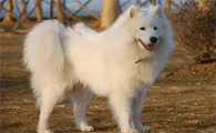 爱斯基摩犬怎么养?主人来这里看看吧