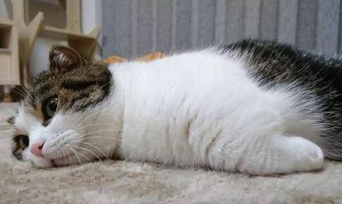 猫咪老是不爱动是为什么原因