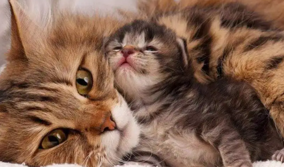 猫咪为什么粘着妈妈睡觉