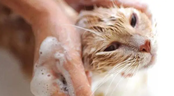 猫咪洗澡为什么会有跳虱呢