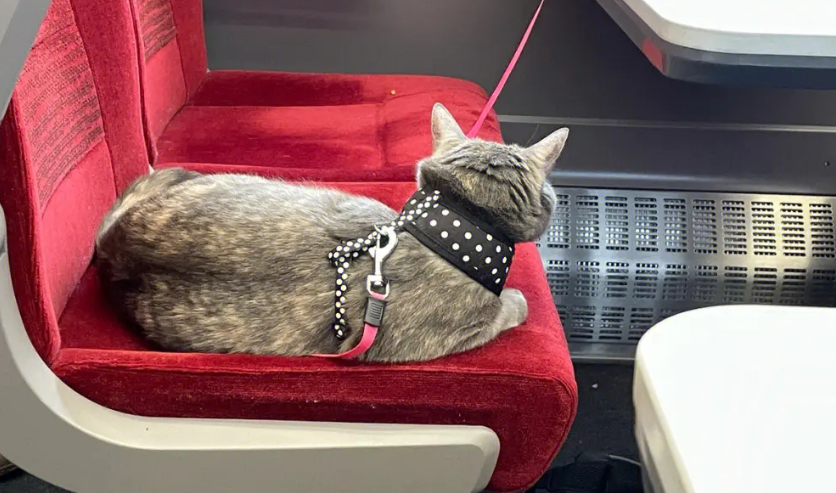 宠物猫高铁托运需要多少钱
