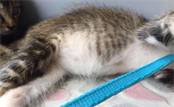 猫得了猫传腹能活多久