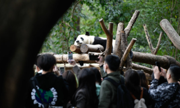 “熊猫界”饲养员遭网暴,媒体:病态饭圈请离国宝远点 “熊猫界”饲养员遭网暴,媒体:病态饭圈请离国宝远点