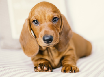 腊肠犬凶吗？饲主来看看吧