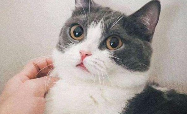 明星不能养猫咪吗