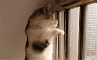 猫咪为什么爬到窗台边叫呢