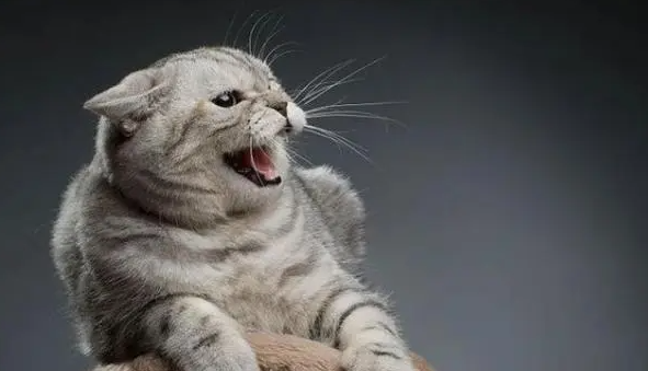 猫咪半夜为什么要叫唤